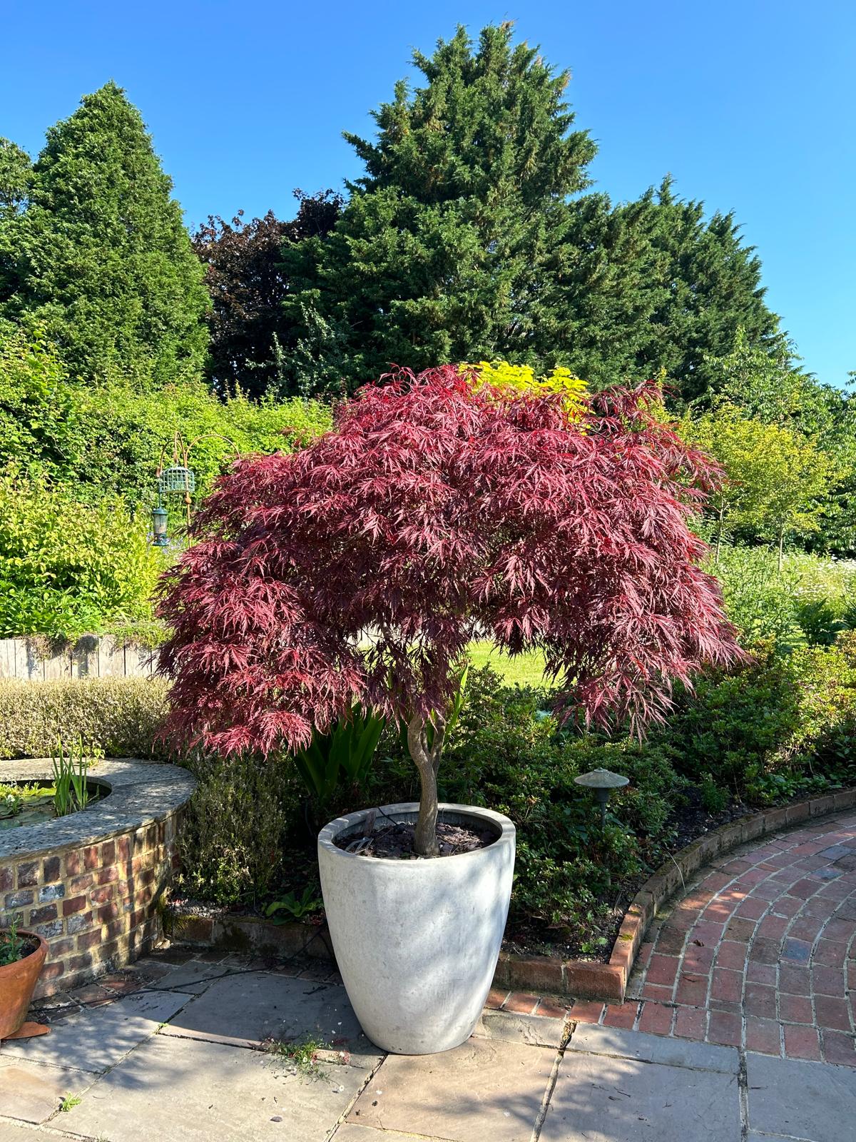 Large Acer and Pot