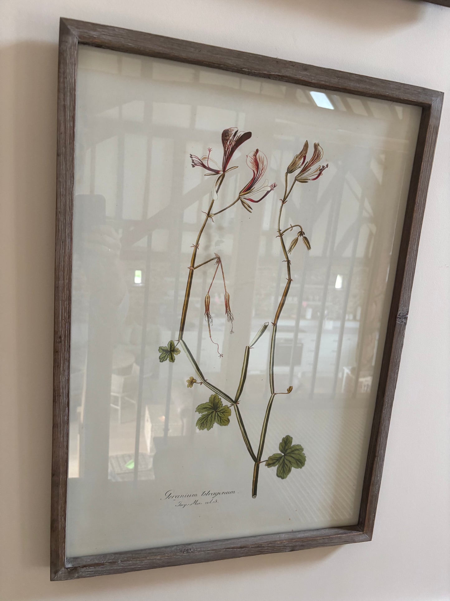 Neptune Botanical Art Prints