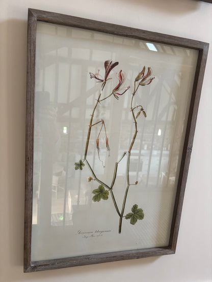 Neptune Botanical Art Prints