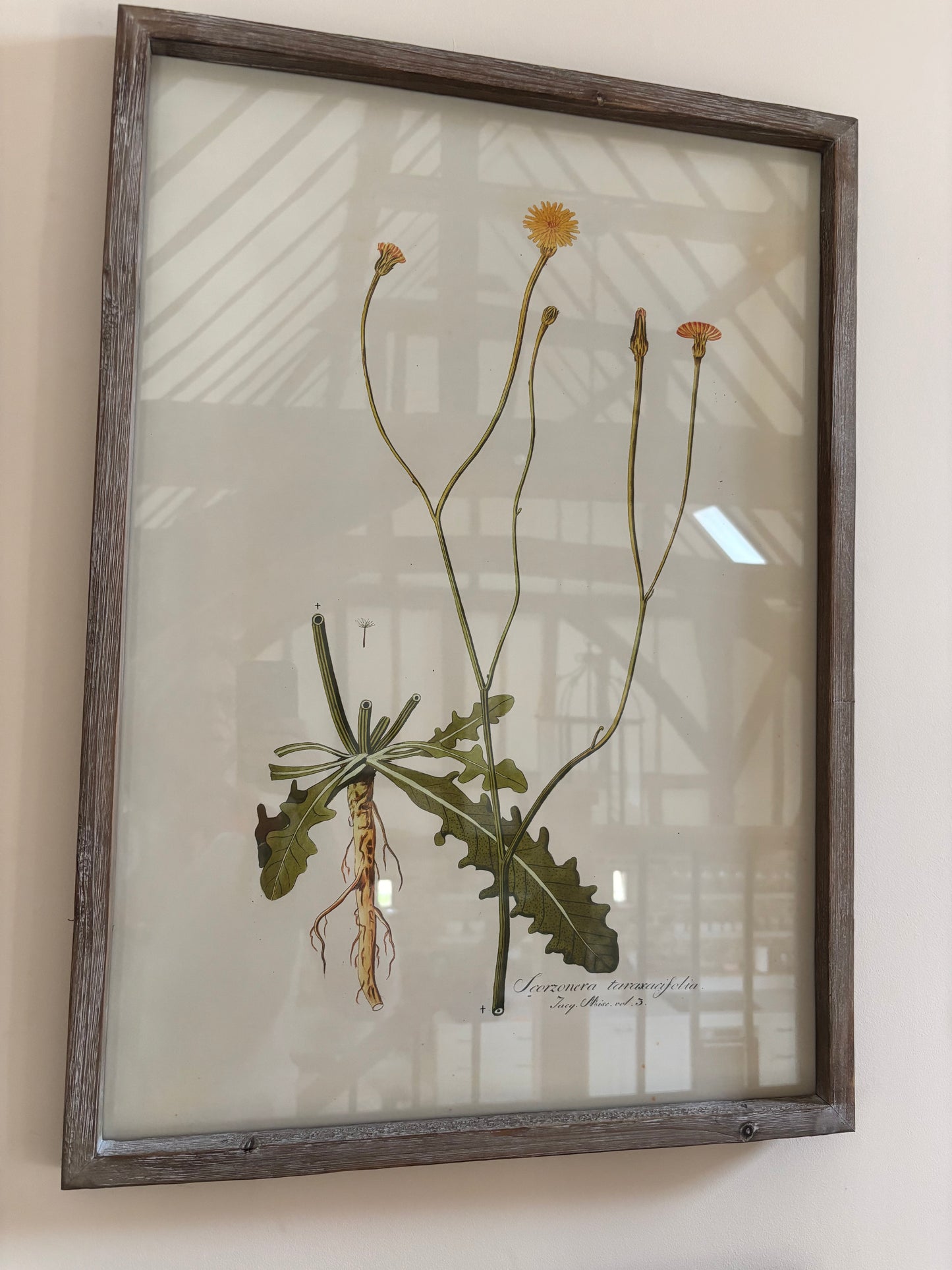 Neptune Botanical Art Prints