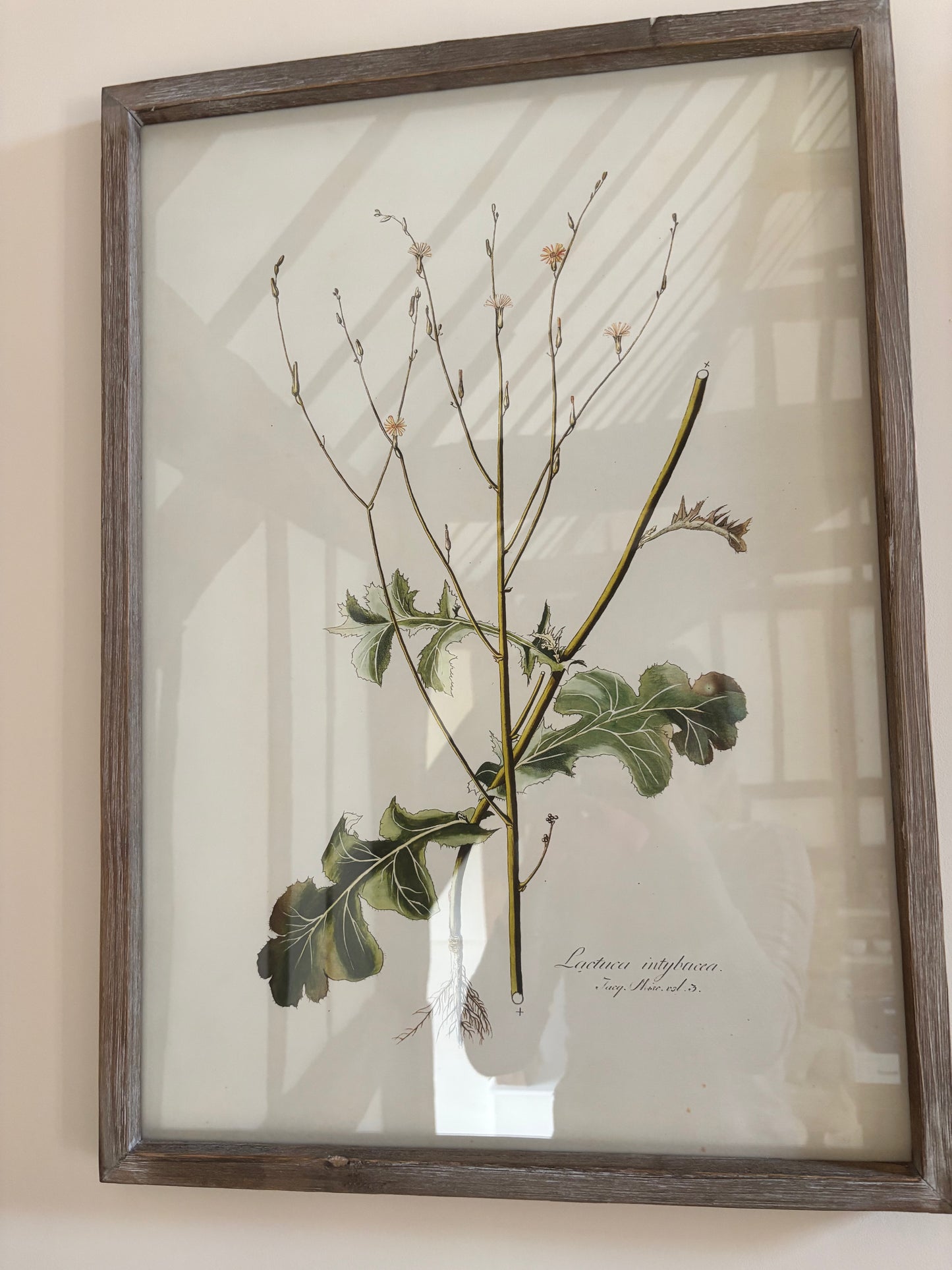 Neptune Botanical Art Prints