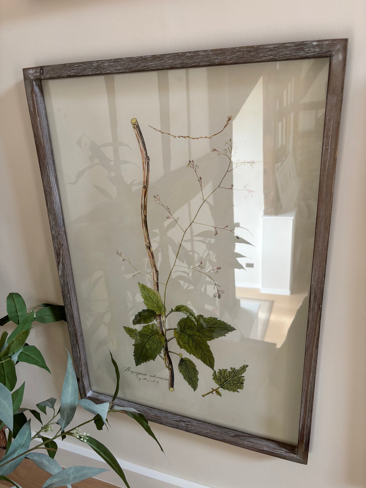 Neptune Botanical Art Prints