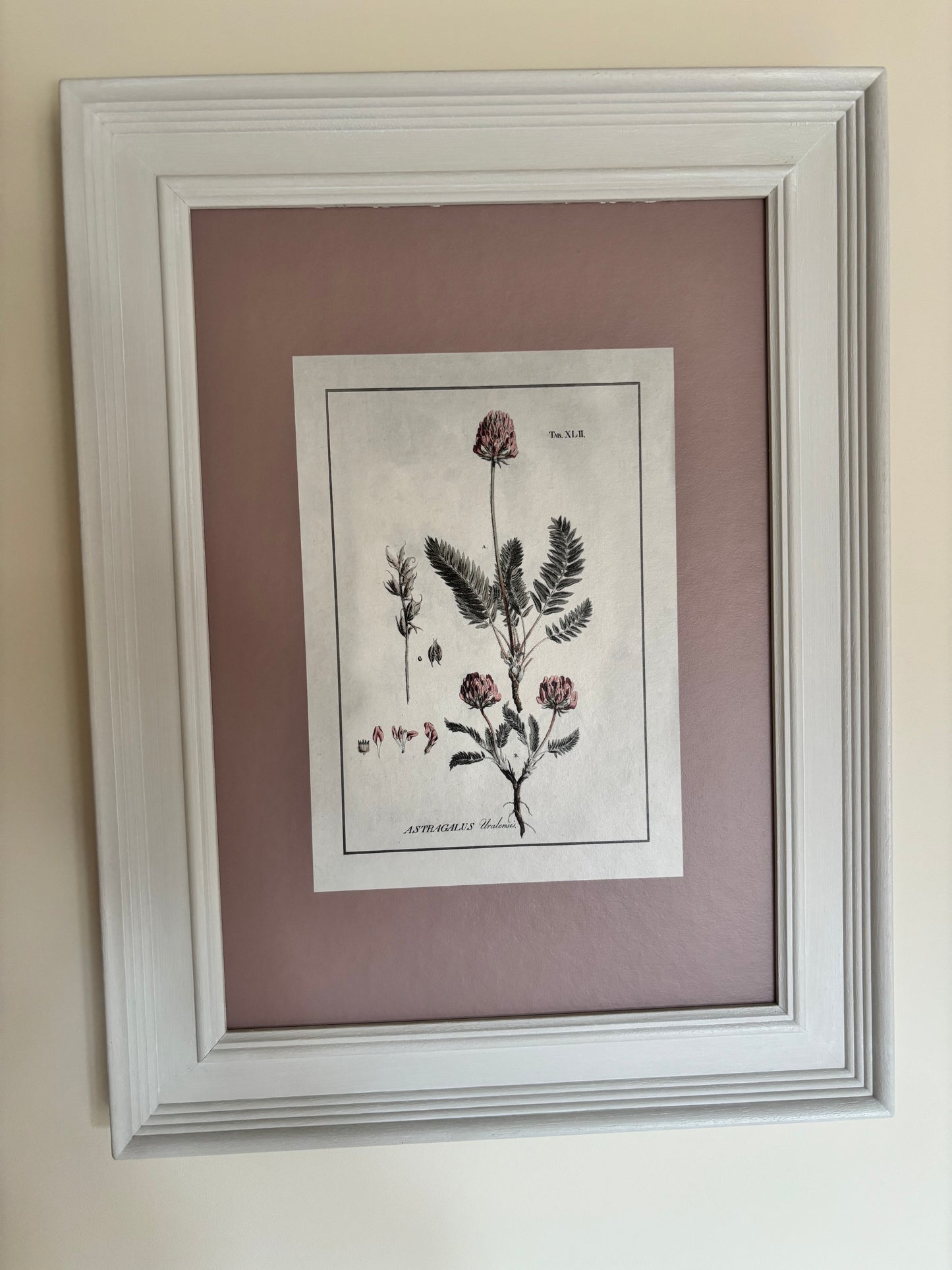 Cowshed Pair of Plant Prints with Pink hue