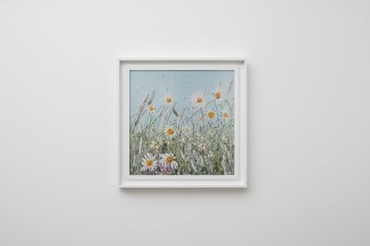White Framed Daisy