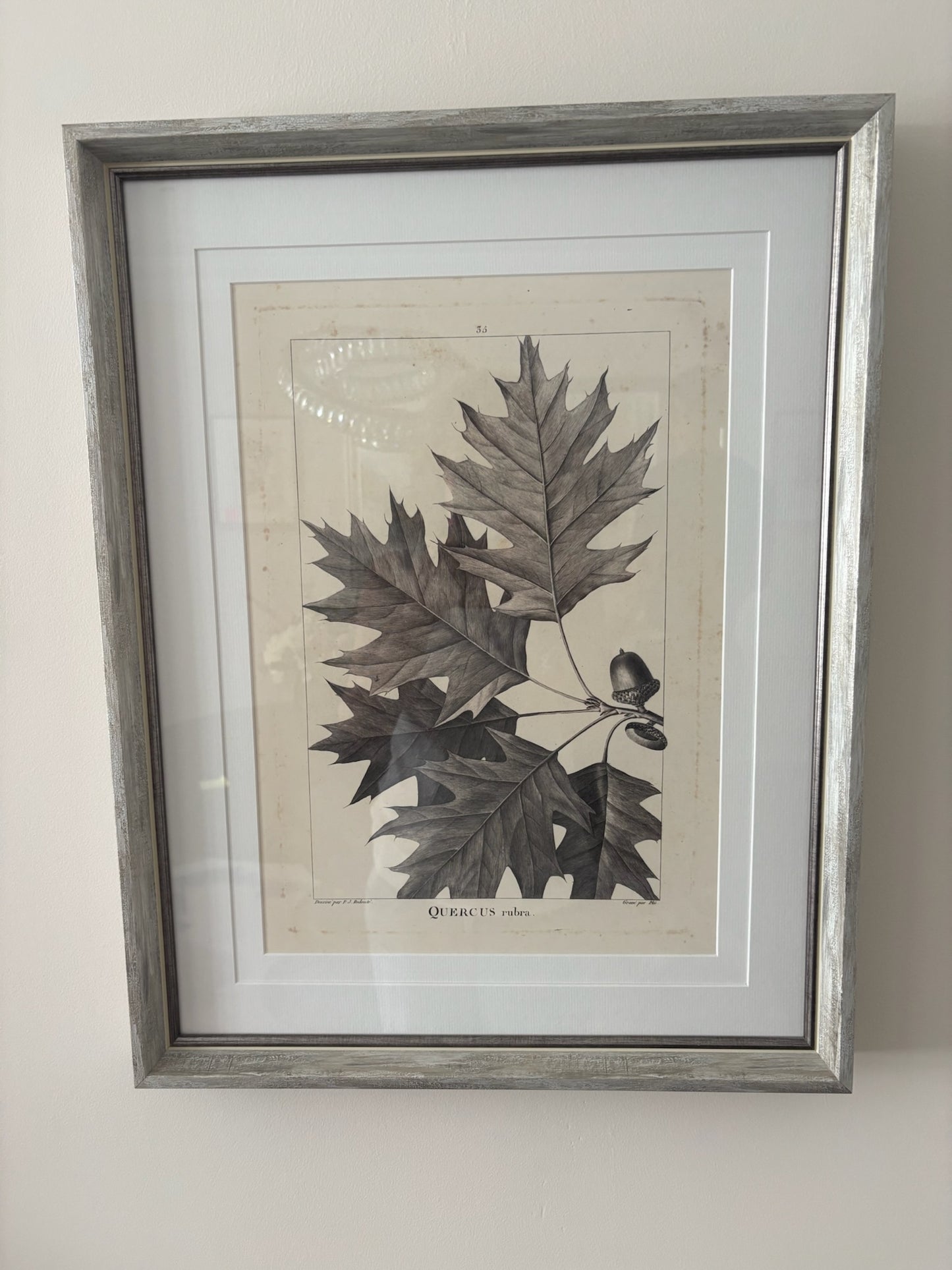 Small Leaf Sketches