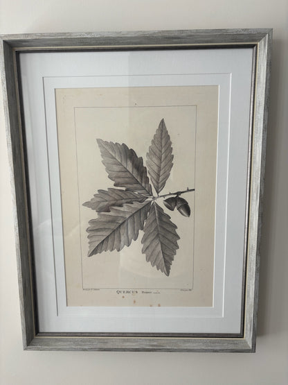 Small Leaf Sketches