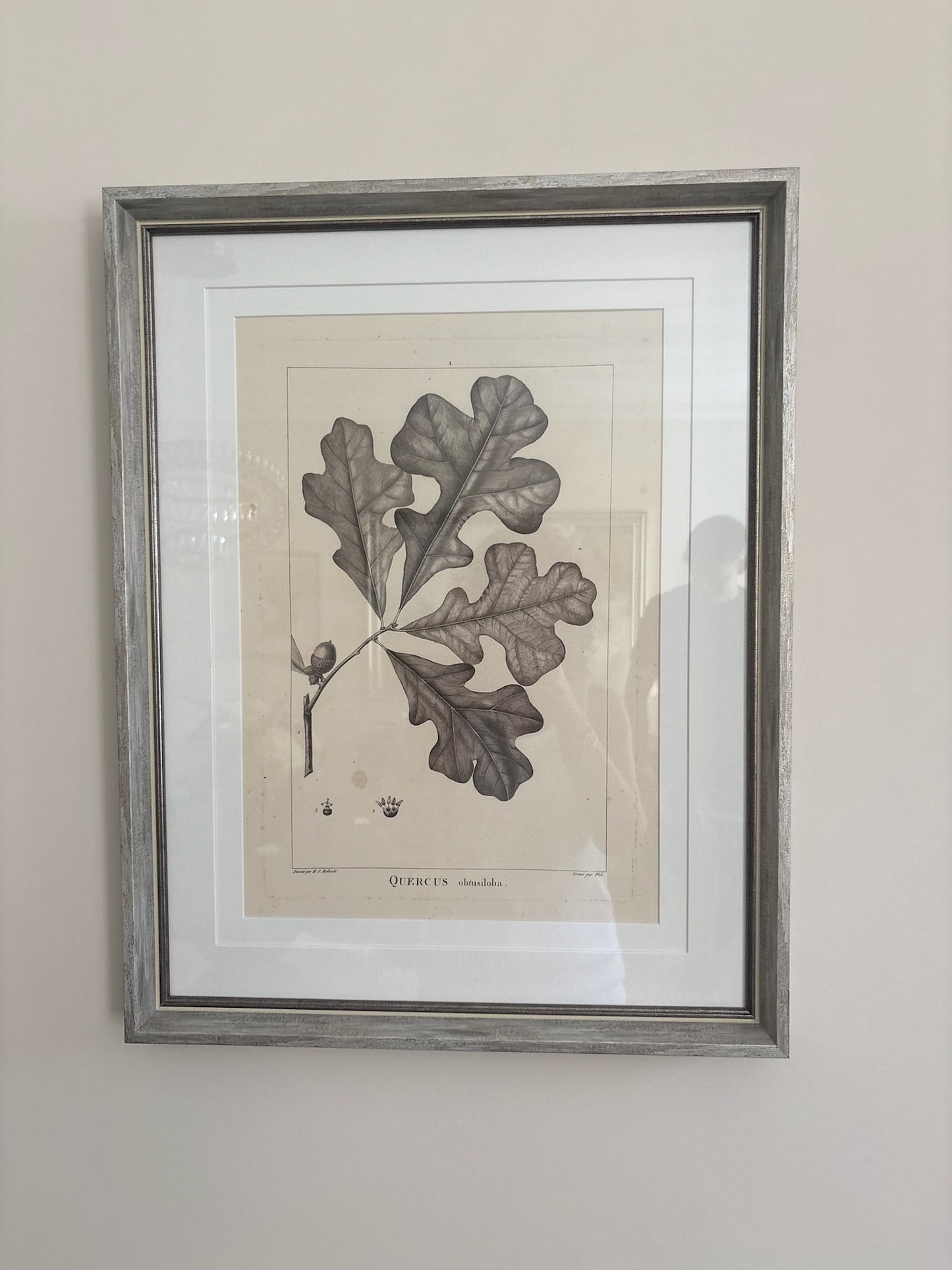 Small Leaf Sketches