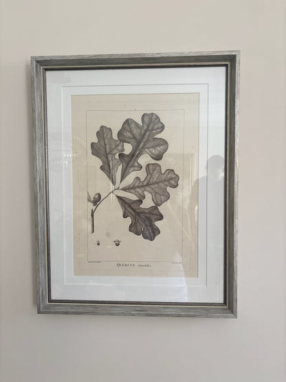 Small Leaf Sketches