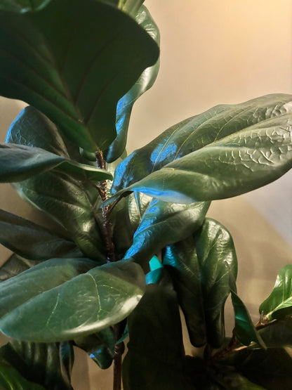 Oka Faux Plant - Brand New