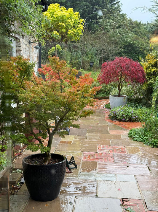Medium Acer